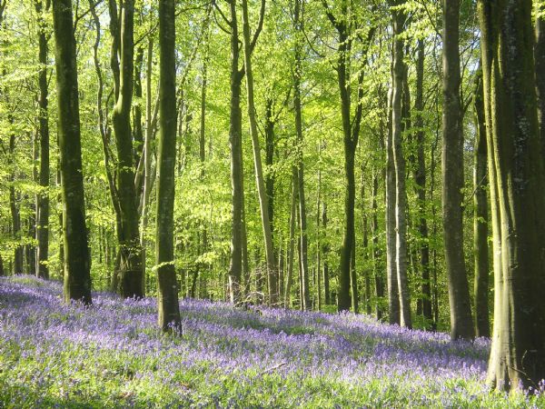 Portglenone Bluebell Festival